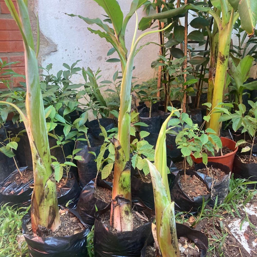 Banana de Oro