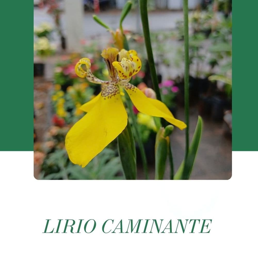 LIRIO CAMINANTE